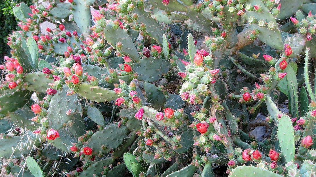 mali_losinj_plants