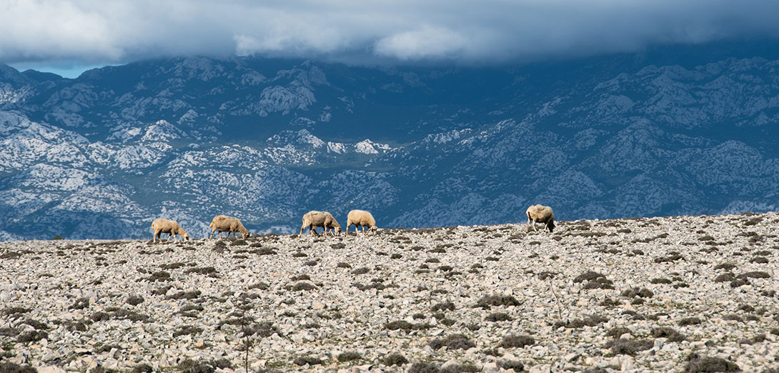 pag island lamb