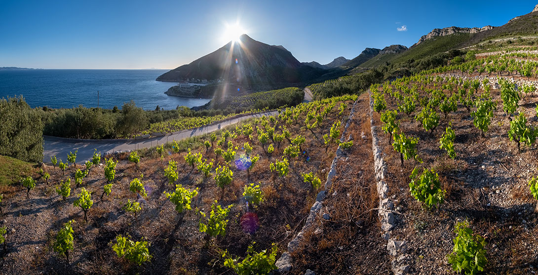 wine peljesac peninsula